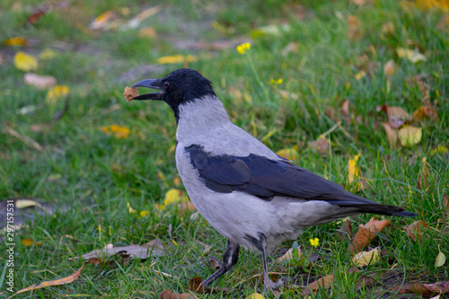 Crow bird 