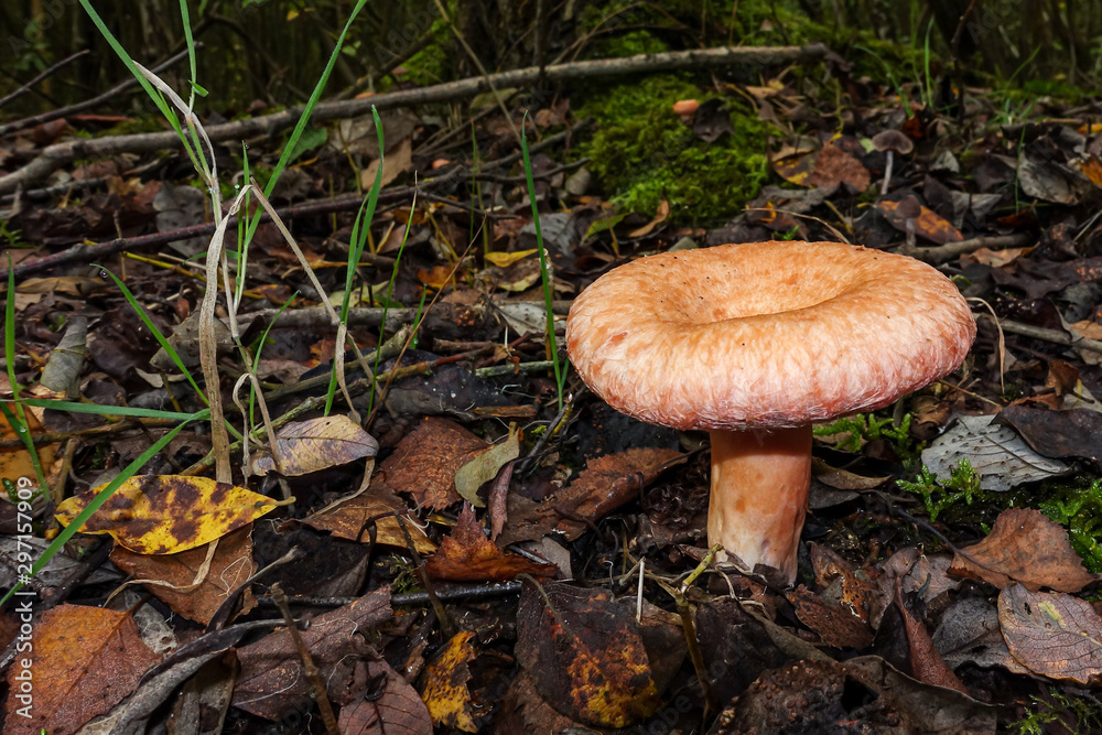 Doughnut shape mushroom on a forest floor
