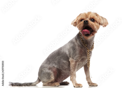 side view of cute yorkshire terrier sticking out tongue photo