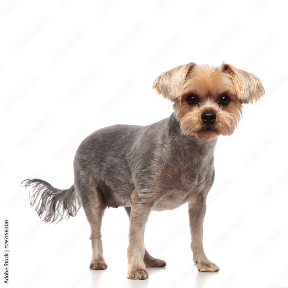 cute yorkshire terrier standing on white background cute yorkshire terrier standing on white background