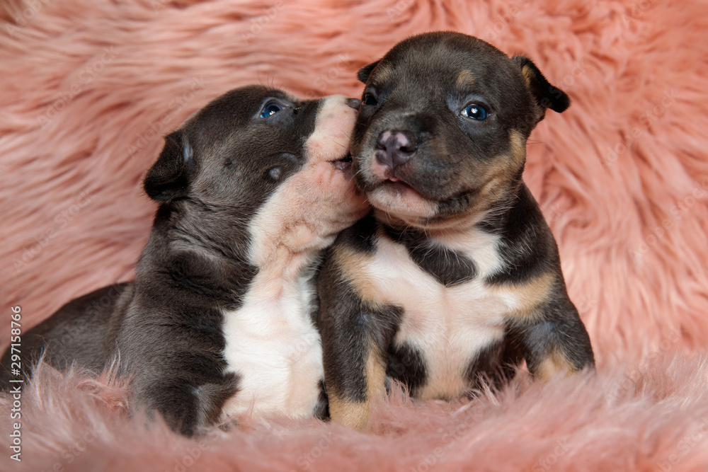 Obraz premium Adorable American bully puppies kissing