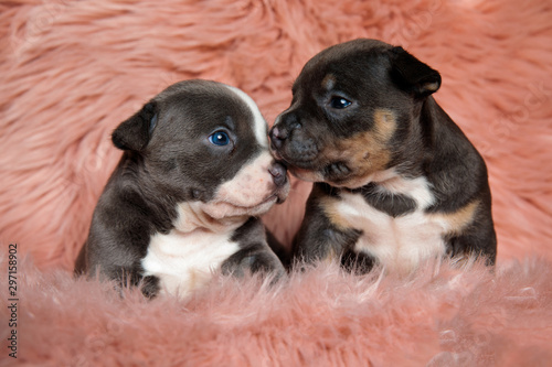 Lovely American bully puppies comforting and kissing