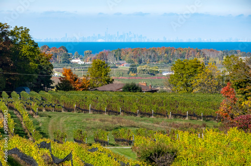 Niagara Region Vineyard Landscape and Distant Toronto Skyline