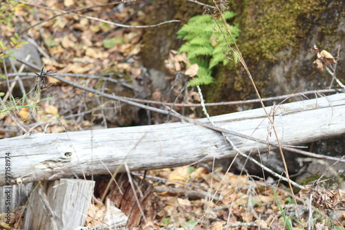 fern5