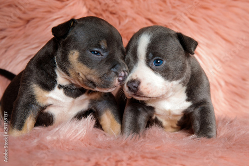Cute American bully puppies comforting each other