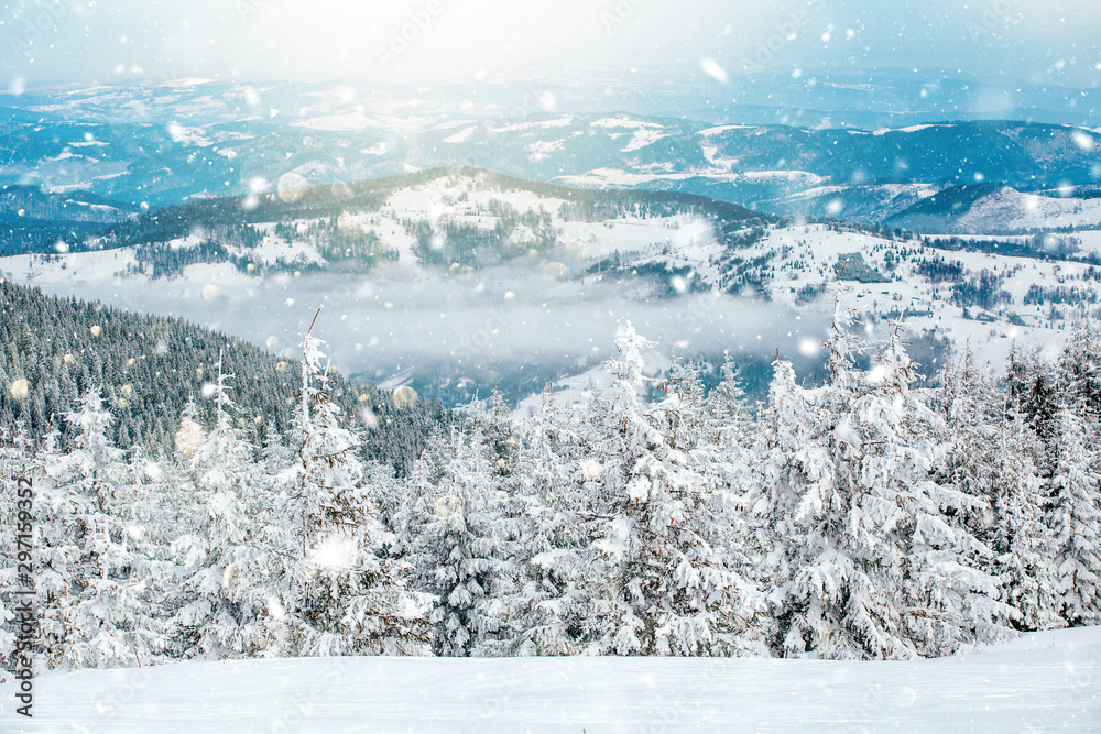 Obraz premium Scenic winter landscape with snowy fir trees. Winter postcard.