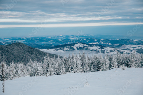 Scenic winter landscape with snowy fir trees. Winter postcard.