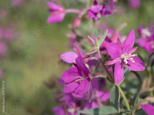 close up blooming pink flowers of the willowherb, Chamaenerion angustifolium known as fireweed, great willowherb, rosebay willowherb on a bokeh blurred green background. Copy space