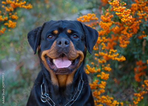 Foto Beautiful rottweiler dog head outdoor portrait on green bushes with orange berries natural background