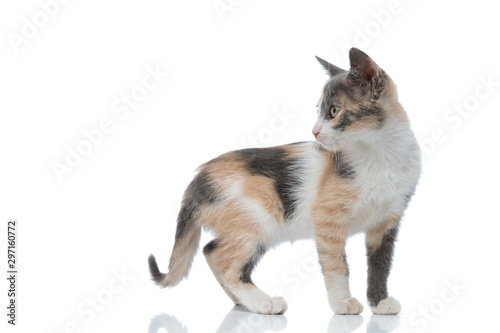 Fototapeta Naklejka Na Ścianę i Meble -  Side view of a curious cat looking over its shoulder