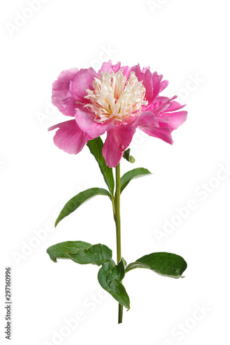 Pink peony flower isolated on white background.