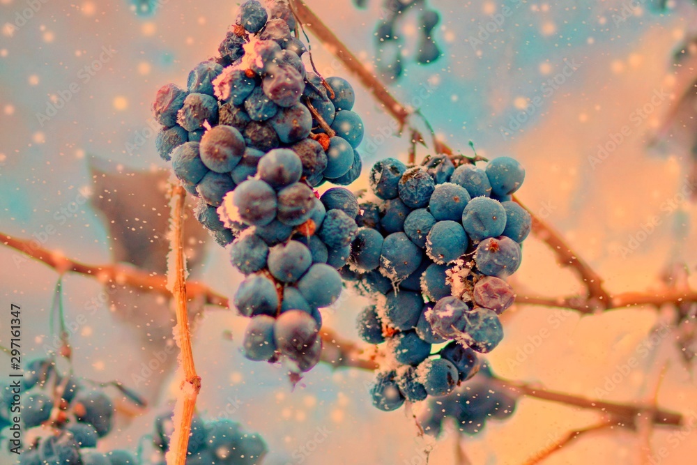 Freez bunch of grapes at winter, DOF is shalow - obrazy, fototapety, plakaty 