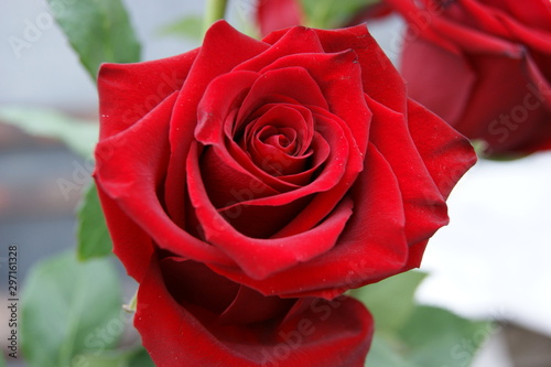 red rose on a white background