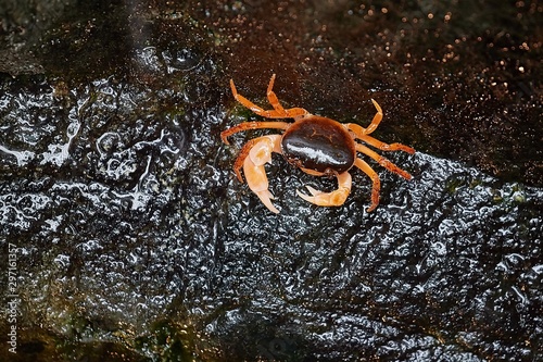 Japanese freshwater crab crawling in a small stream photo