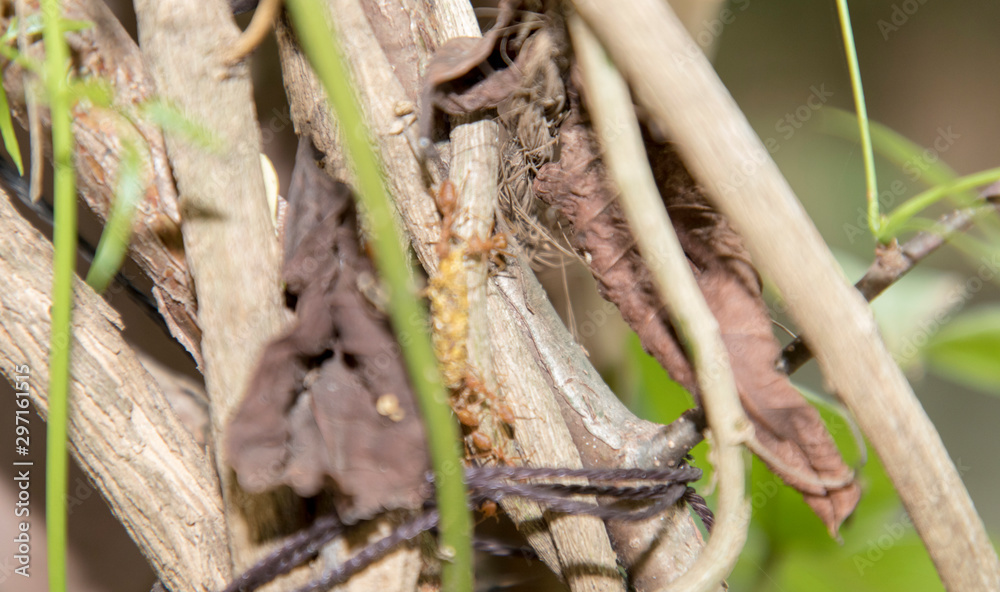 Ant working on branch dry wood,macro photography for natural background Ant working on branch dry wood,macro photography for natural background