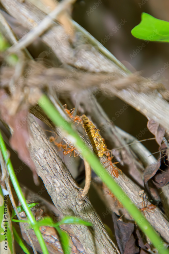 Ant working on branch dry wood,macro photography for natural background Ant working on branch dry wood,macro photography for natural background