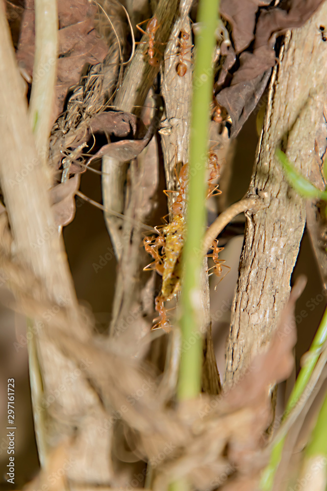 Ant working on branch dry wood,macro photography for natural background