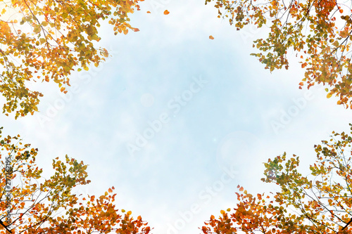 Background Frame of Autumn Leaves with Blue Sky Copy Space