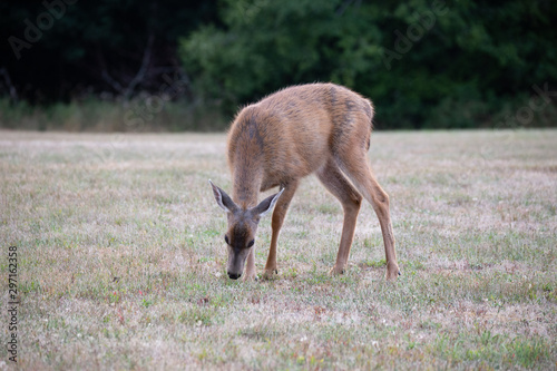 Fototapeta Naklejka Na Ścianę i Meble -  Friendly and not afraid baby deer grazing in a recreational area