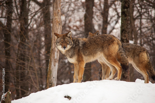 Coyotes in winter © Joe