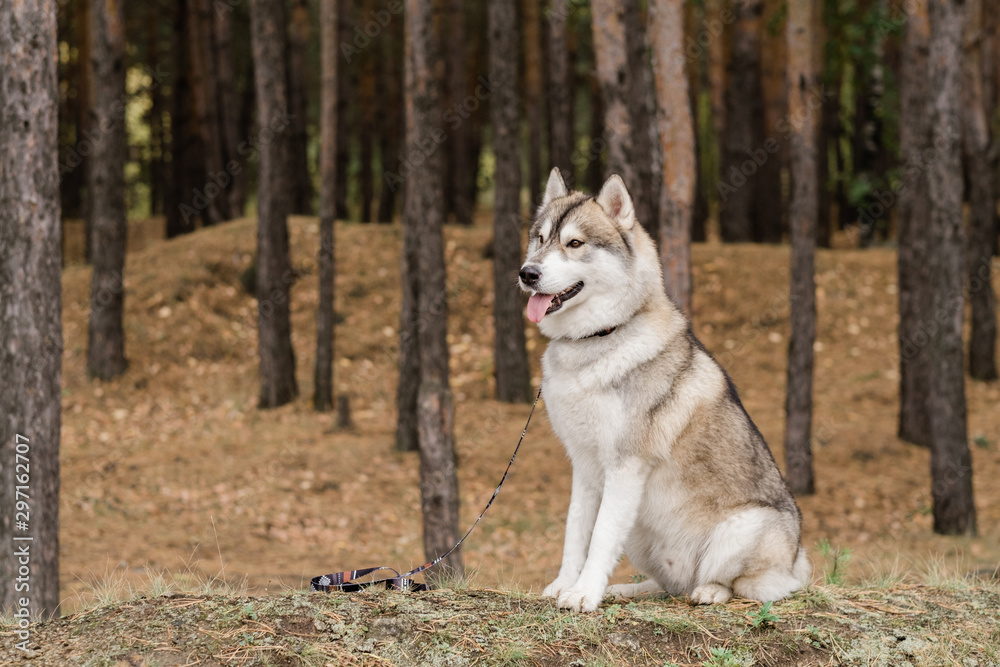 Cute fluffy purebred husky dog with collar and leash sitting in the forest