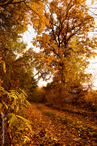 Beautiful rural ride in autumn time in dark forest