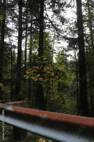 evergreen3