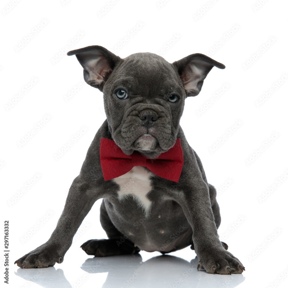 adorable american bully wearing red bowtie on white background