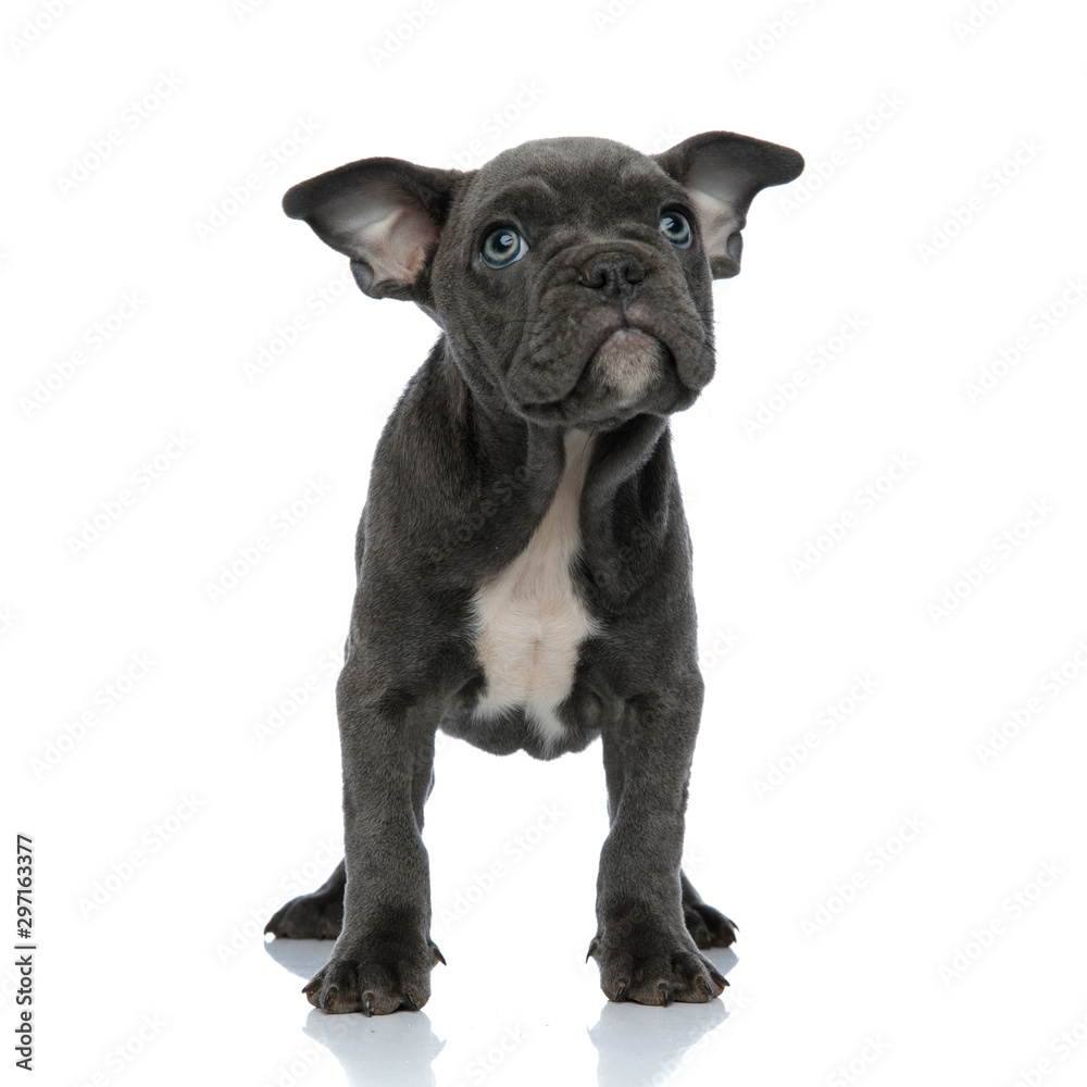 cute american bully looking up and standing on white background