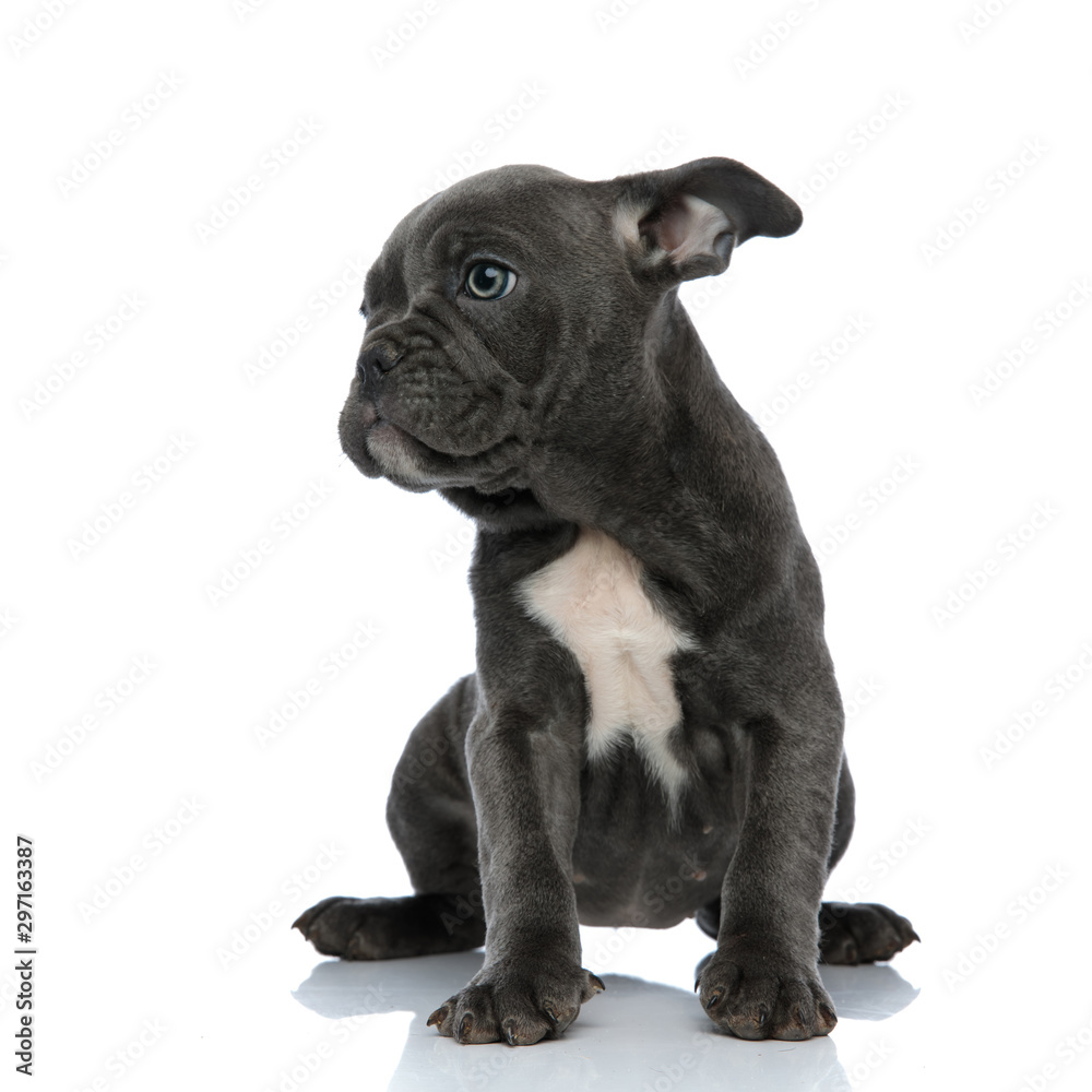 cute american bully looking to side on white background cute american bully looking to side on white background