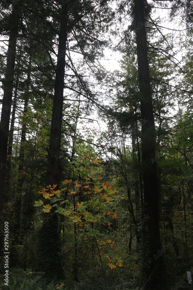 Obraz premium evergreen