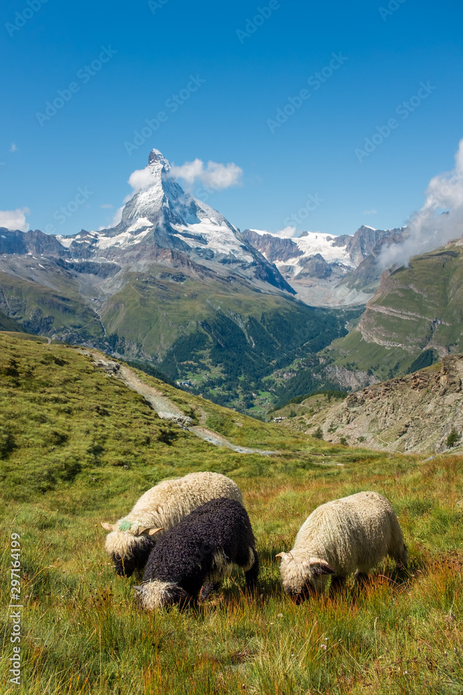 Fototapeta premium Blacknose sheep in the Alps, with the famous Matterhorn in the background. Zermatt, Switzerland