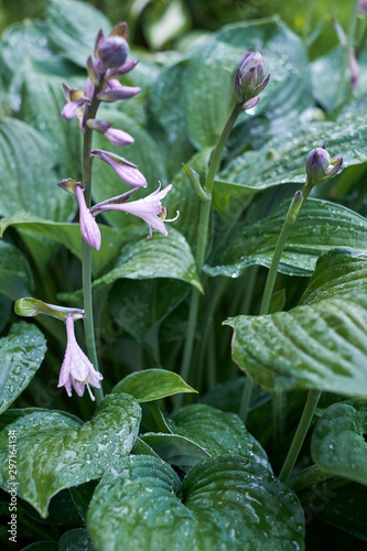 hosta flowers and foliage  in the rain
