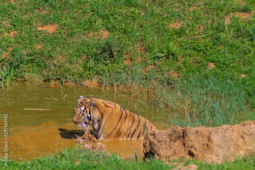 a bengal tiger playing in a green meadow