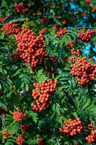 Rowan tree ripe berries close-up