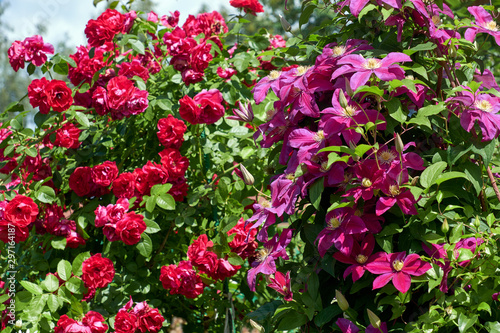 Purple clematis and red roses