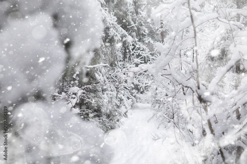 Winter landscape. Forest under the snow. Winter in the park. Winter landscape. Forest under the snow. Winter in the park.