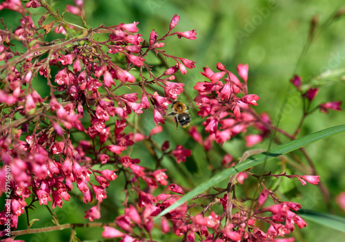 A bee on red heuchera flowers