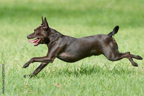 Toby juando a la pelota