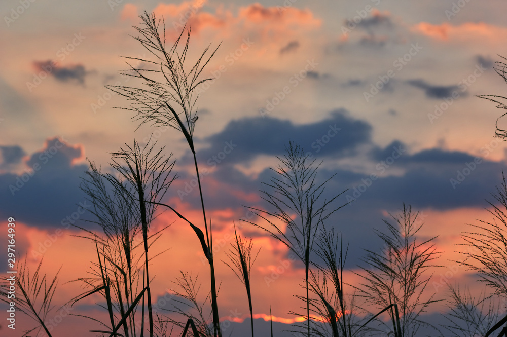 Silhouette of grass with the vivid sky of sunset