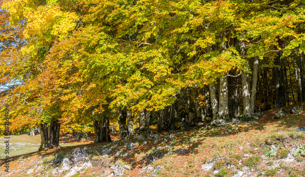 Foliage during autumn season at Monte Livata, Simbruini Mountains, near Subiaco, Lazio, Italy. Foliage during autumn season at Monte Livata, Simbruini Mountains, near Subiaco, Lazio, Italy.