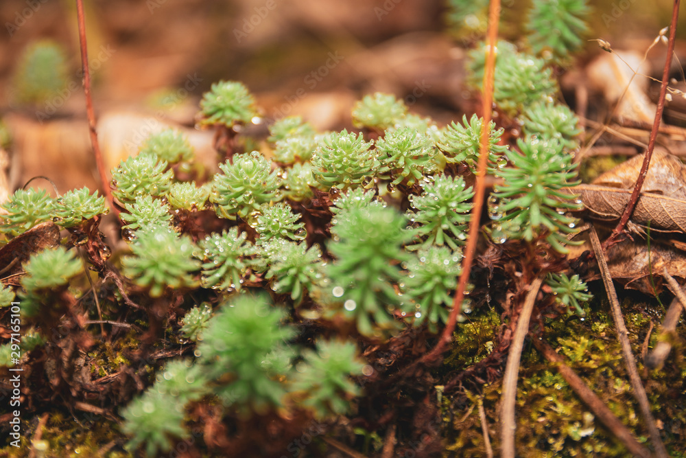 Nature Macro details. Forest ground in autumn. Small plants, moss and leaves full of morning dew. Nature Macro details. Forest ground in autumn. Small plants, moss and leaves full of morning dew.
