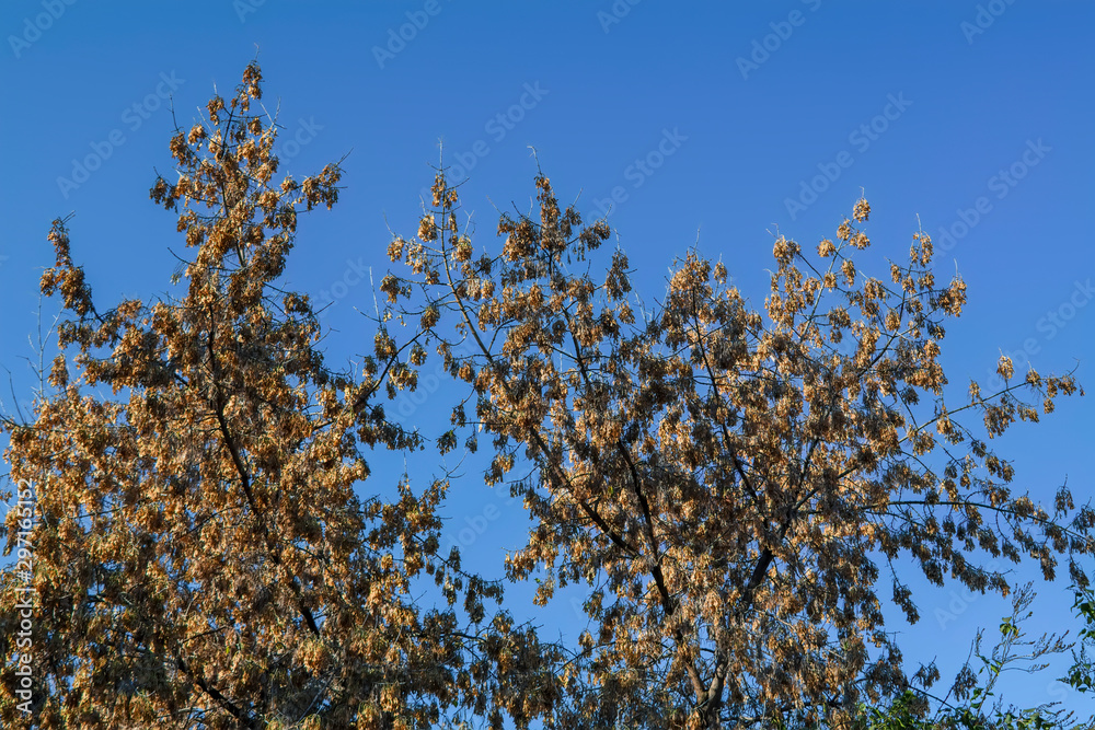 Obraz premium Maple crown without leaves with bunches of seeds against the blue sky.