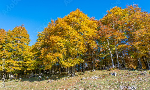 Foliage during autumn season at Monte Livata, Simbruini Mountains, near Subiaco, Lazio, Italy. photo