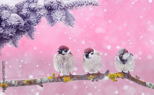 new year card with three funny little birds sparrows sitting in winter Park under branches ate during snowfall