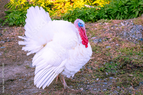 A white turkey walks in the yard.