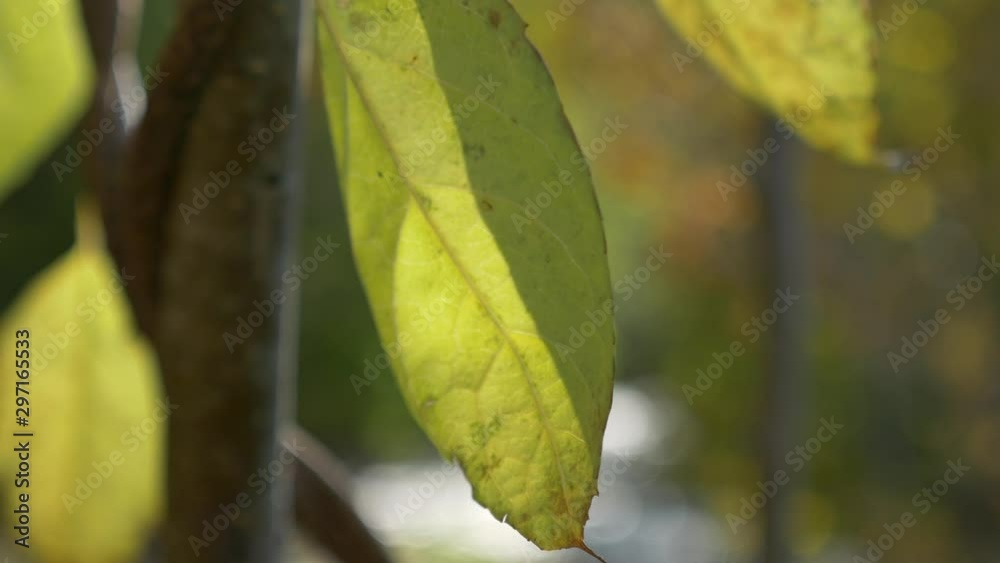 秋の木の葉 秋の木の葉