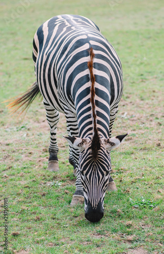 Zebra close up  striped zebra skin