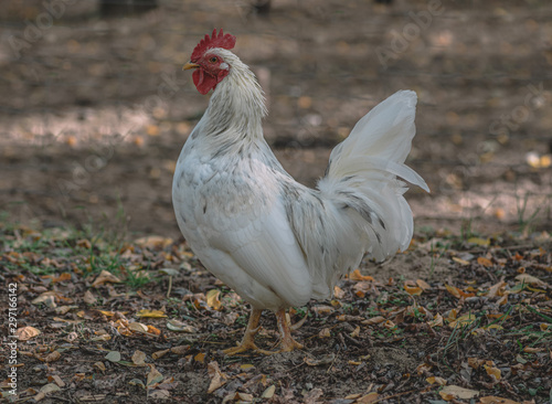 White rooster on a farm