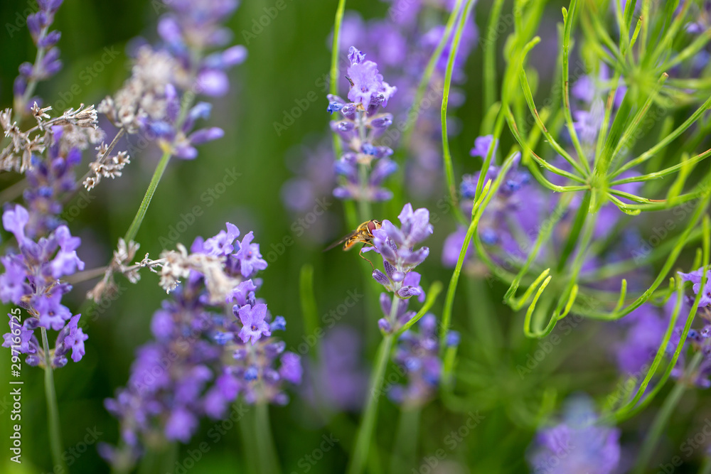 Obraz premium lila Lavendel mit Insekt, Schebfliege, die Nektar oder Pollen holt als Nahrung